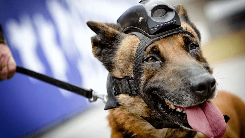 cyberdog ermittelt