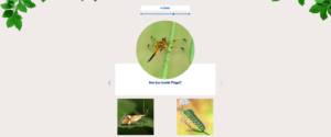 Screenshot des Qiuz aus dem Insektenbestimmungsschlüssel