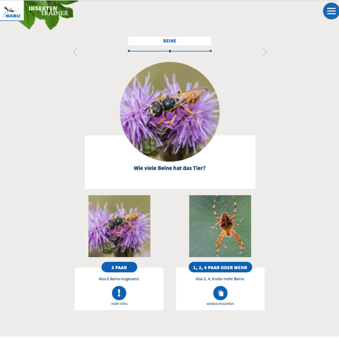 Screenshot aus dem Insektenbestimmungsschlüssel vom NABU